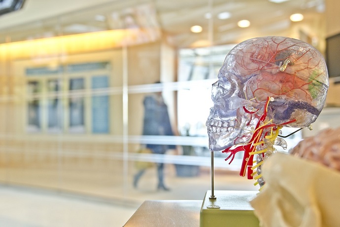 Taking an Approved College Anatomy and Physiology Course Online Can Set You Up for Success in the Healthcare Industry